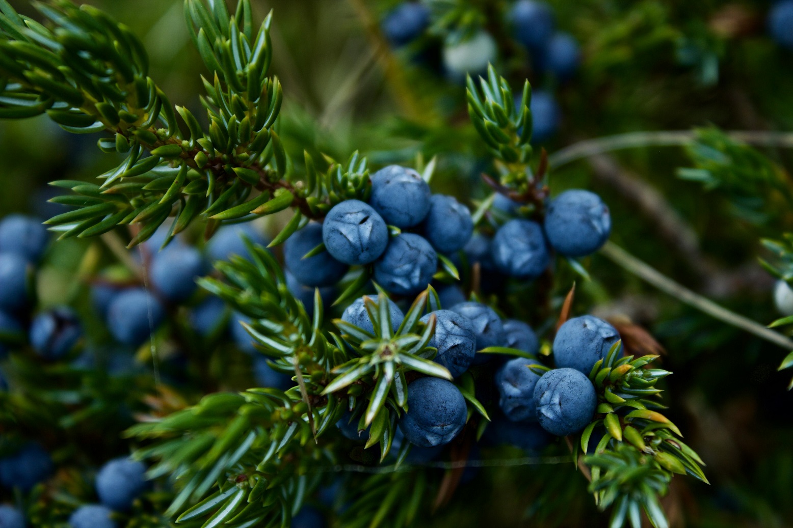 Starbucks Juniper Latte, known for its unique pine-like flavor, can be recreated at home with this easy guide and DIY juniper syrup recipe.