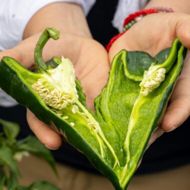 Cubanelle vs Poblano peppers – learn about the heat level, flavor profile, culinary uses, and the best substitutes for these mild yet flavorful peppers. Perfect for adding to Mexican and Caribbean dishes!