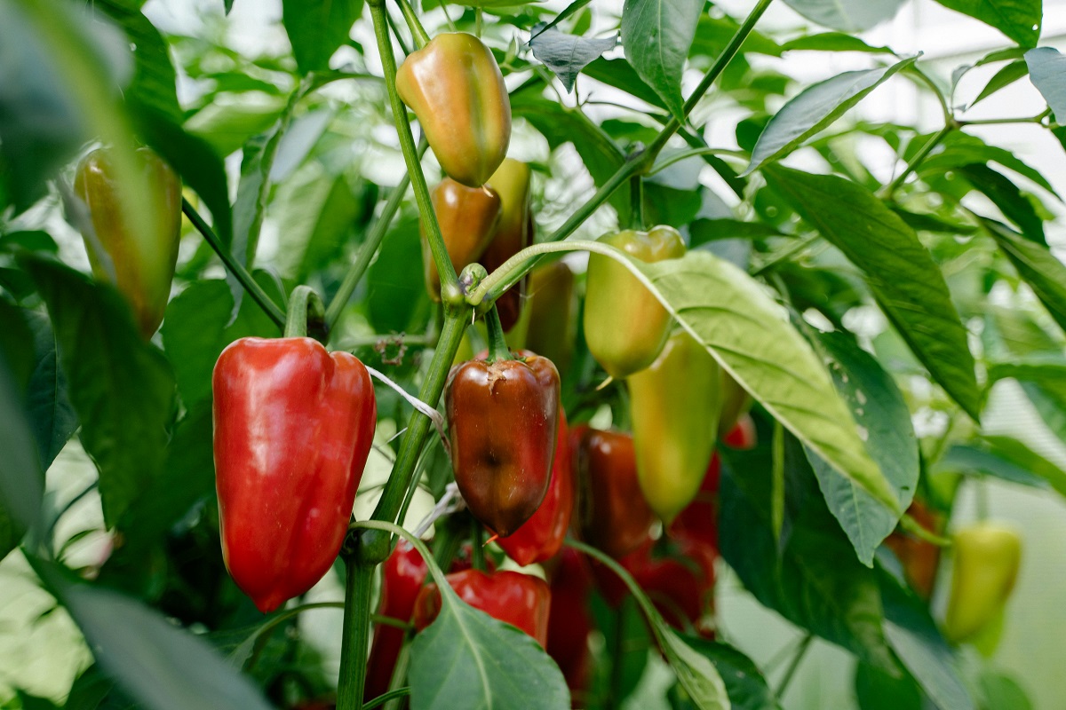 Cubanelle vs Poblano peppers – learn about the heat level, flavor profile, culinary uses, and the best substitutes for these mild yet flavorful peppers. Perfect for adding to Mexican and Caribbean dishes!